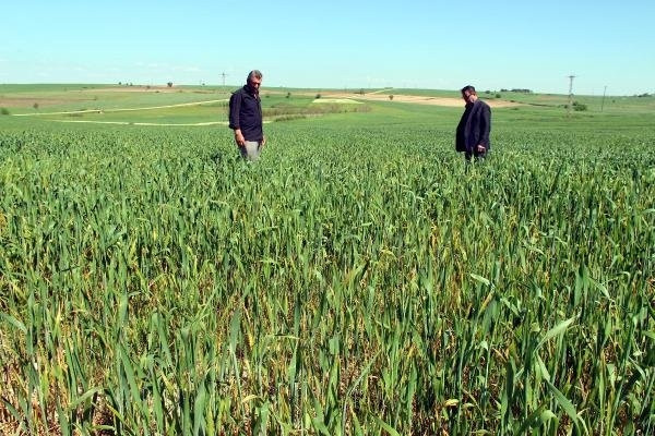 Edirne’de buğday ekili tarlalarda virüs alarmı