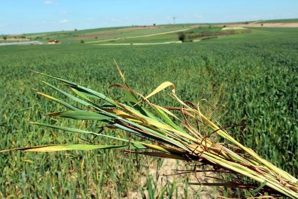 Edirne’de buğday ekili tarlalarda virüs alarmı