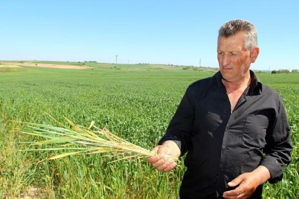 Edirne’de buğday ekili tarlalarda virüs alarmı