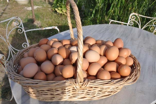 3 tavukla girdikleri işte markalaştılar !