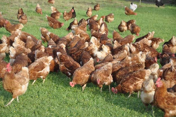 3 tavukla girdikleri işte markalaştılar !