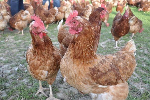 3 tavukla girdikleri işte markalaştılar !