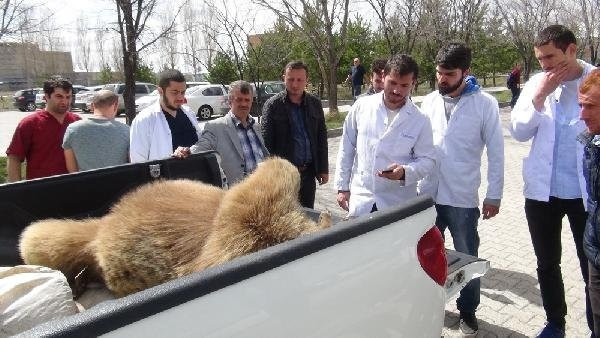 Yiyecek arayan dev boz ayı canından oldu