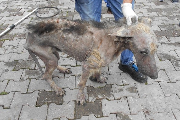 Yaşamaz denilen köpek şimdi bu halde