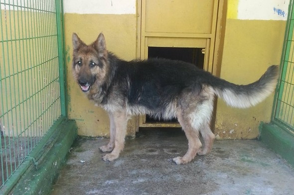 Yaşamaz denilen köpek şimdi bu halde