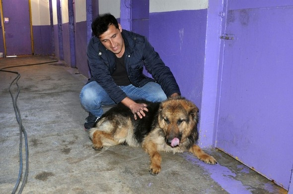 Yaşamaz denilen köpek şimdi bu halde