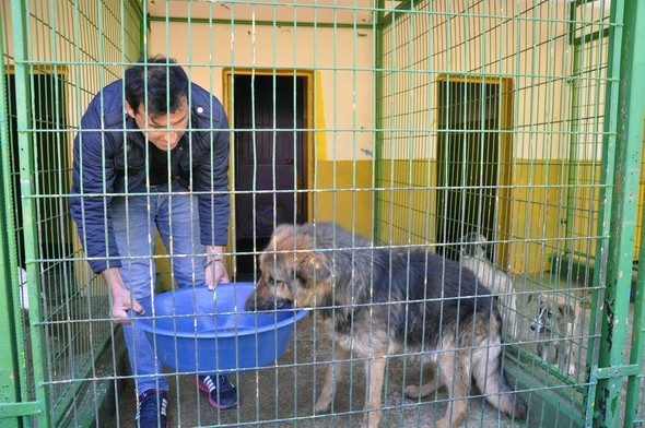 Yaşamaz denilen köpek şimdi bu halde