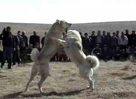 Sizin eğlenceniz batsın !