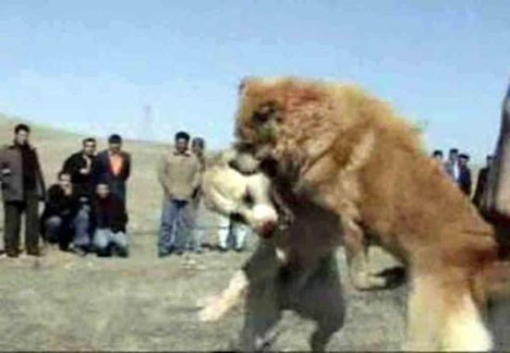 Sizin eğlenceniz batsın !