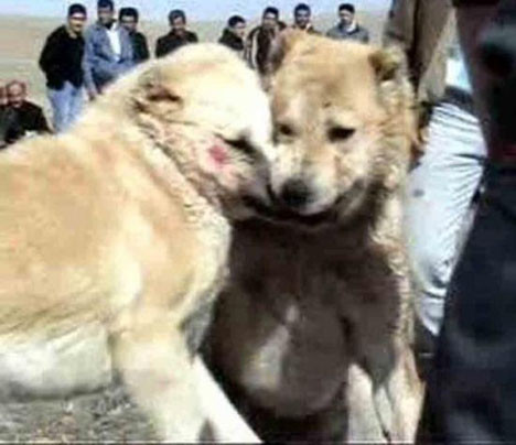 Sizin eğlenceniz batsın !