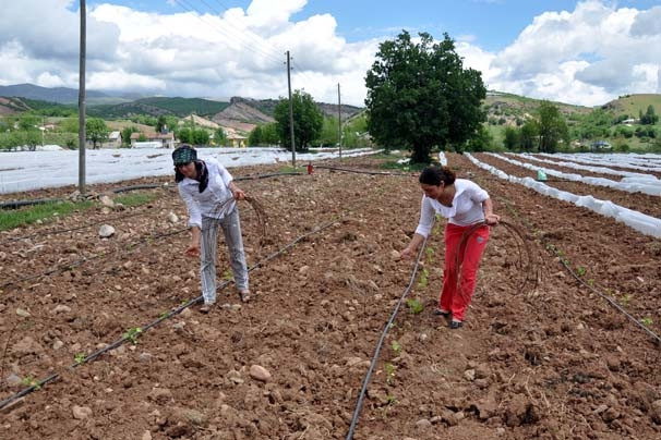 Tunceli'ye sera kurdular