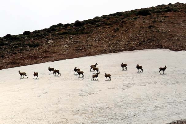 Şamualar Tunceli'de fotoğraflandı