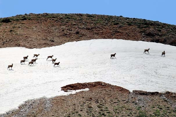 Şamualar Tunceli'de fotoğraflandı