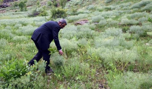 Bahçesaray'da çekirge istilası