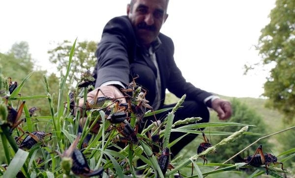 Bahçesaray'da çekirge istilası