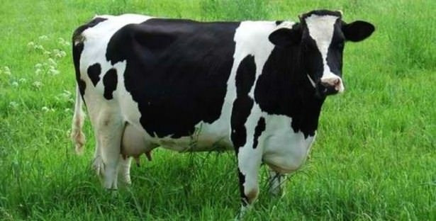 En çok insan öldüren hayvanlar