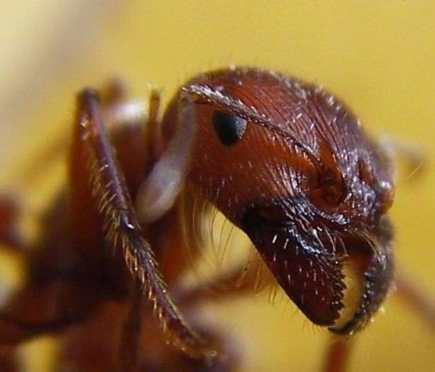 En çok insan öldüren hayvanlar