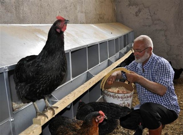 Yediği yumartayı beğenmedi, çiftlik kurdu