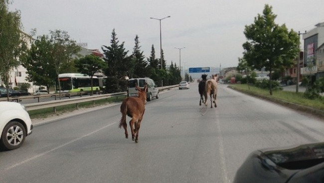 3 kafadar TEM'i birbirine kattı