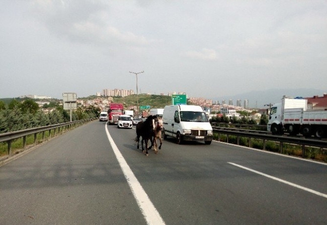 3 kafadar TEM'i birbirine kattı