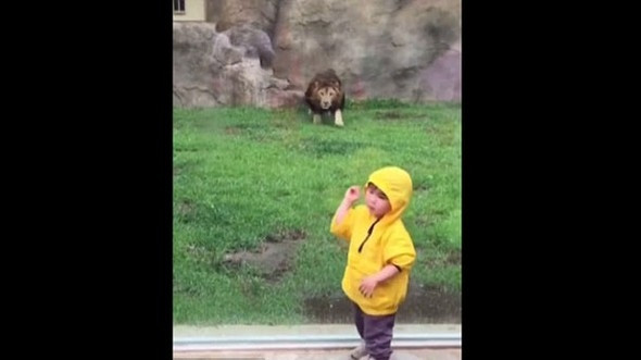 Aslan küçük çocuğun üzerine koştu ve... - Resim: 1