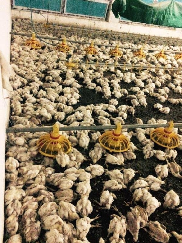 Bir gecede 28.000 tavuk telef oldu