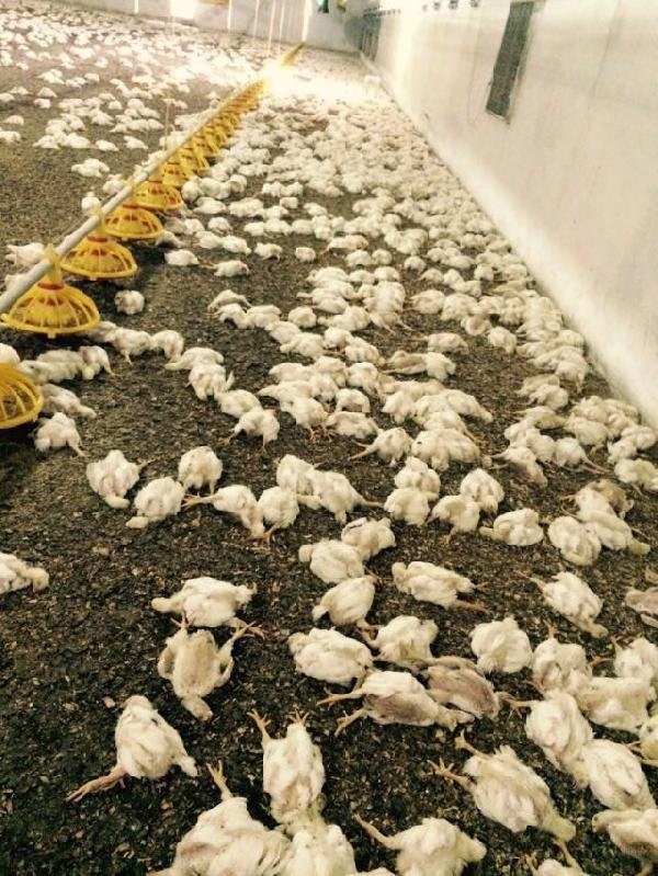 Bir gecede 28.000 tavuk telef oldu