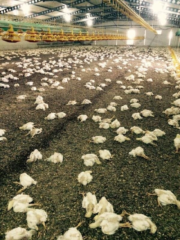 Bir gecede 28.000 tavuk telef oldu