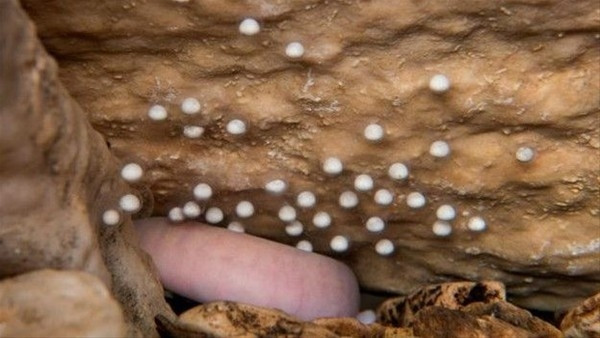 Ejderha yavruları yumurtadan çıktı