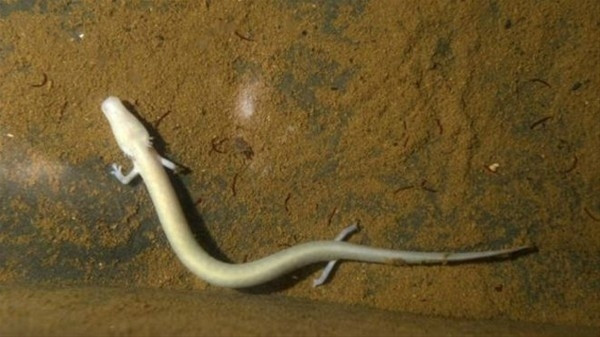 Ejderha yavruları yumurtadan çıktı
