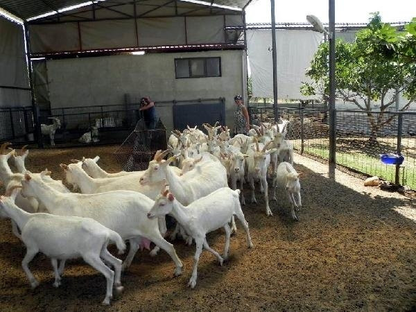 İstanbullu mimar keçi çiftliği kurdu
