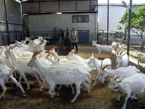İstanbullu mimar keçi çiftliği kurdu