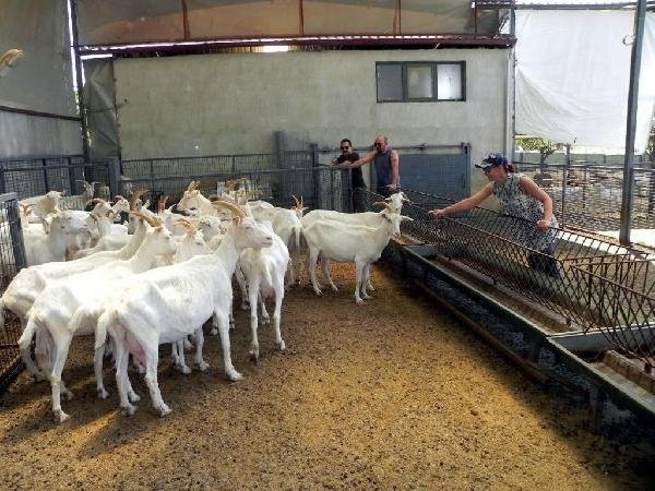 İstanbullu mimar keçi çiftliği kurdu