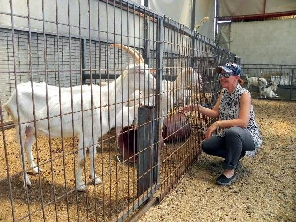 İstanbullu mimar keçi çiftliği kurdu