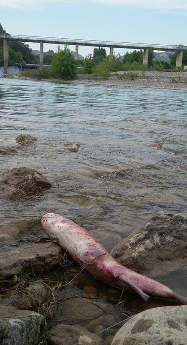Rafting cenneti Köprüçay'da balık ölümleri