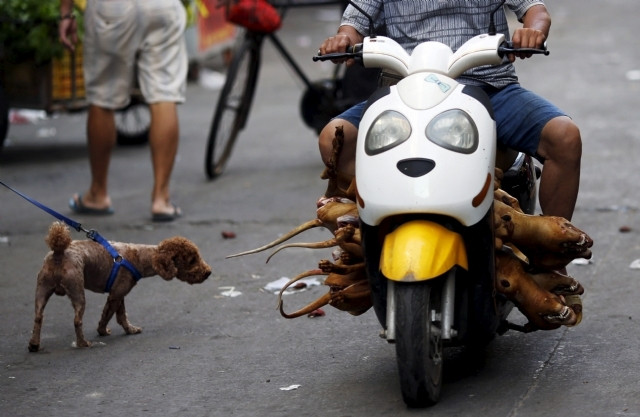 Köpek eti festivali tepkilere rağmen başladı