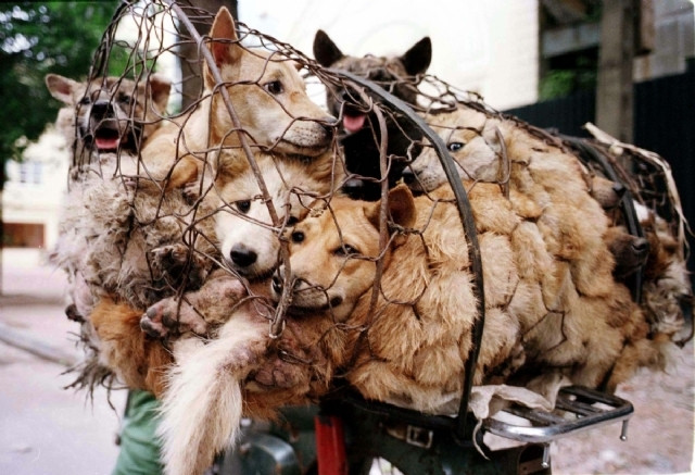 Köpek eti festivali tepkilere rağmen başladı
