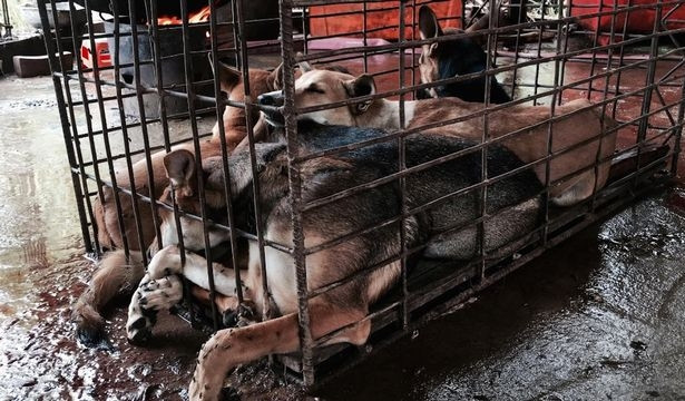 Köpek eti festivali tepkilere rağmen başladı