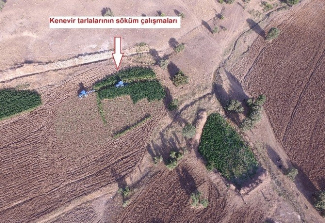 Kamu arazisindeki 8.5 milyon liralık kenevir imha edildi