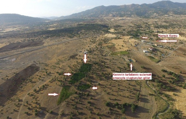 Kamu arazisindeki 8.5 milyon liralık kenevir imha edildi