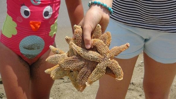 Tekirdağ'da yüzlerce deniz yıldızı kıyaya vurdu