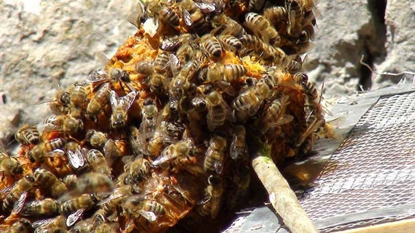 Firari arıların bal kovanlarını buluyor