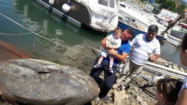Gemlik'te dev ay balığı yakalandı