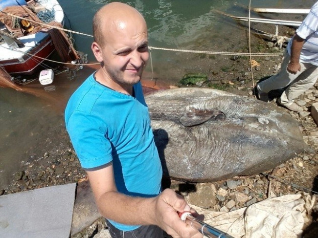 Gemlik'te dev ay balığı yakalandı