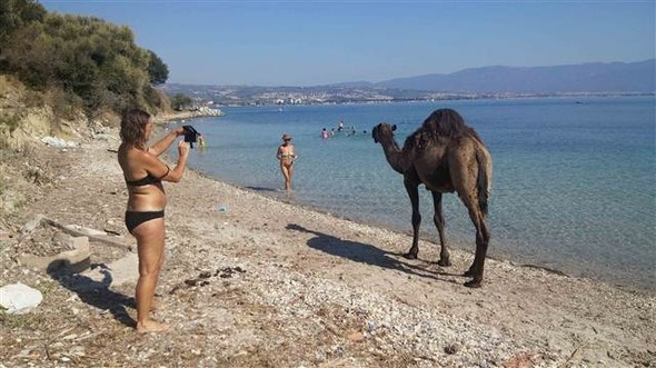 Develer çıplaklar kampını bastı