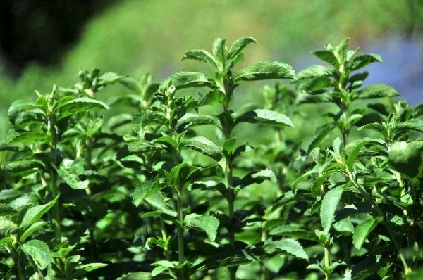 Stevia bitkisi artık Rize'de yetiştiriliyor