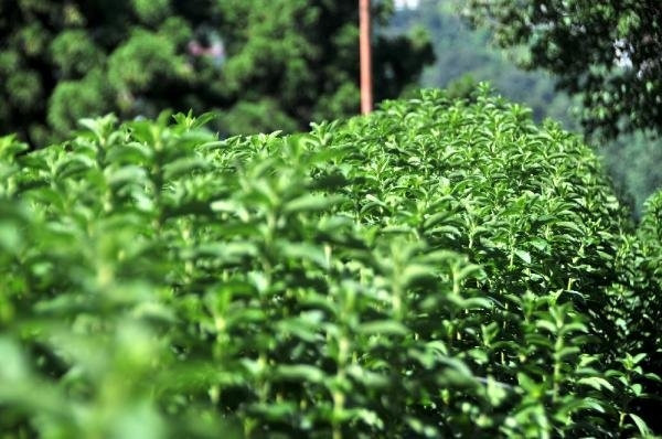 Stevia bitkisi artık Rize'de yetiştiriliyor