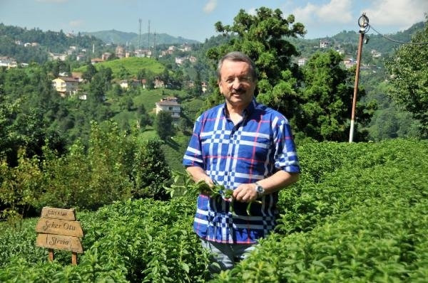 Stevia bitkisi artık Rize'de yetiştiriliyor