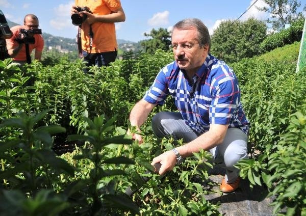Stevia bitkisi artık Rize'de yetiştiriliyor