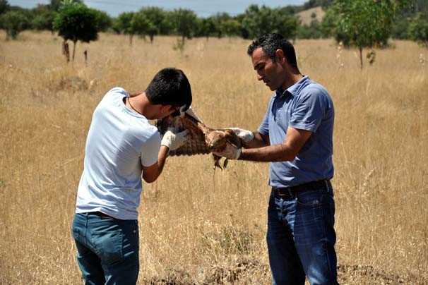 Tunceli'de kızıl şahin bulundu